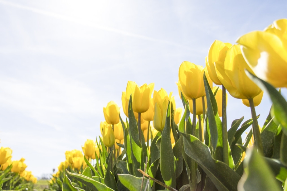 mange-gule-tulipaner-liggende-bilde